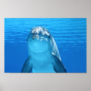 Poster Le dauphin face proche