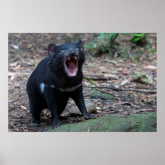 Poster Le diable de Tasmanie Australie (Devant)