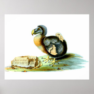 Poster Le Dodo