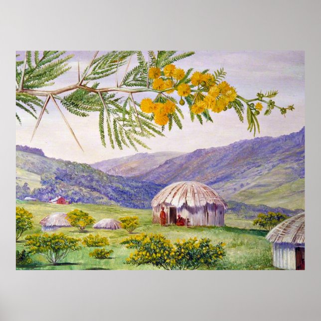Poster Le Doornboom sud-africain et les Fingo Huts (Devant)