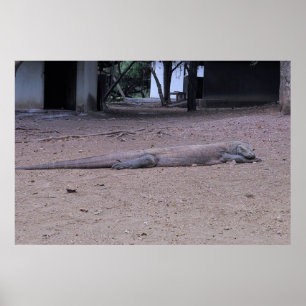 Poster le dragon