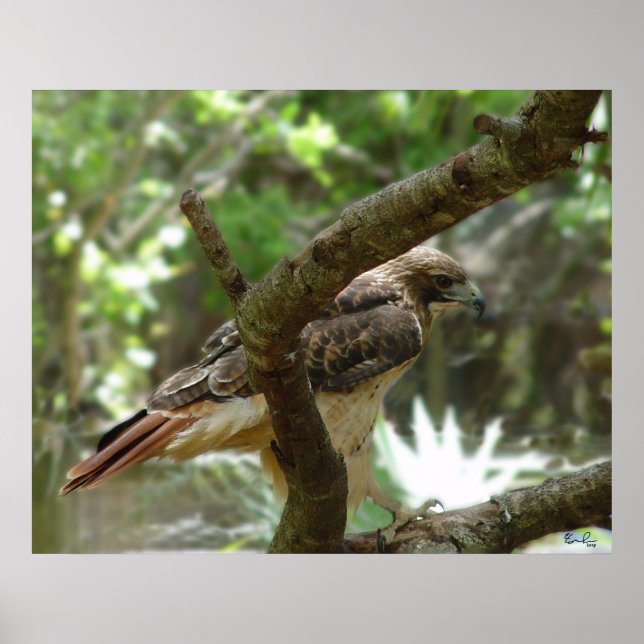 Poster Le faucon (Devant)