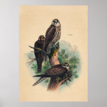 Le faucon des Saker par Joseph Wolf