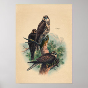 Poster Le faucon des Saker par Joseph Wolf