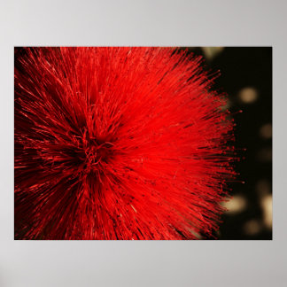 Poster Le feu d'artifice de la nature