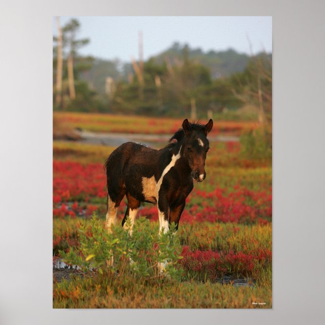 Poster Le Foal De Chincoteague En Fleurs Rouges (Devant)