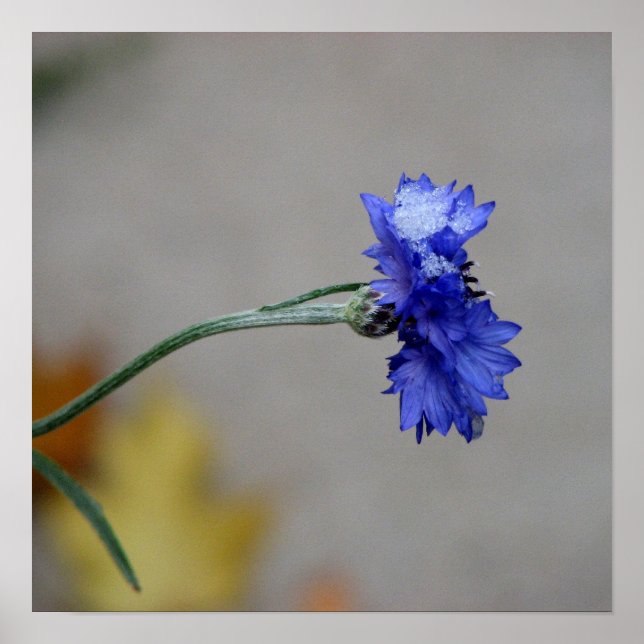 Poster Le froid hivernal (Devant)