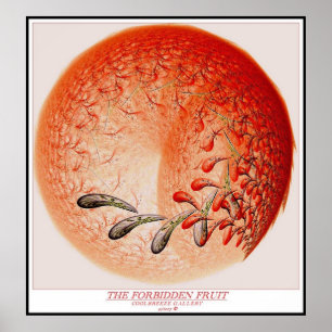 POSTER LE FRUIT DÉFENDU