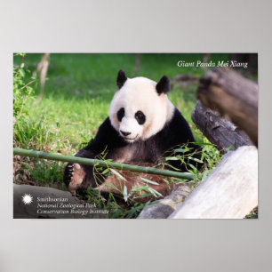 Poster Le géant Panda Mei Xiang