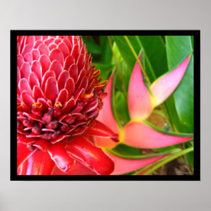 Poster Le gingembre rouge Heliconia de torche fleurit des