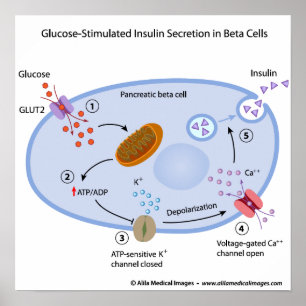 Poster Le glucose induit la sécrétion d'insuline dans les