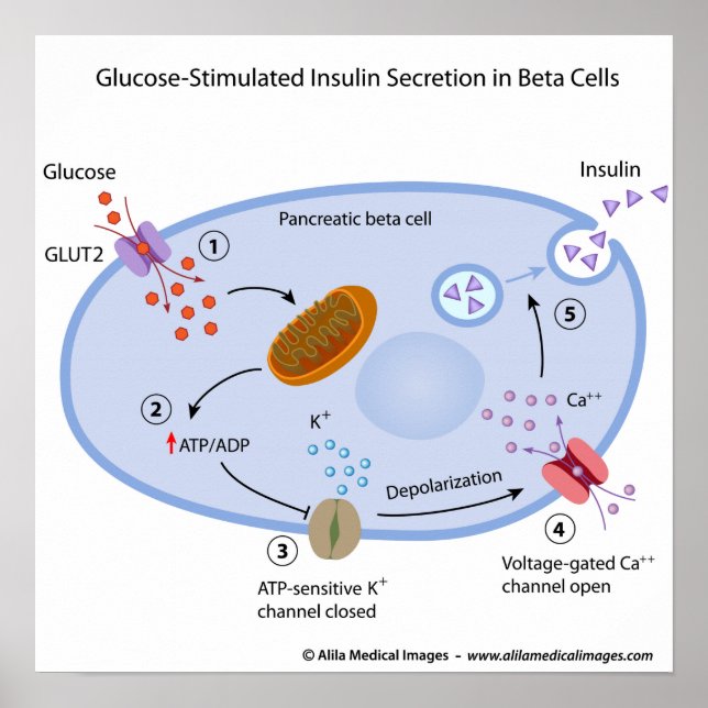 Poster Le glucose induit la sécrétion d'insuline dans les (Devant)