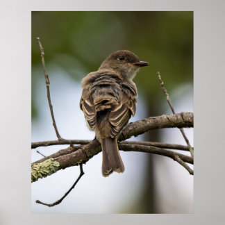 Poster Le Gobe-Mouche