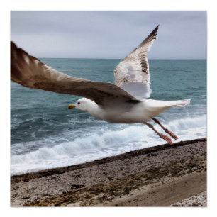 Poster Le Goëland d'Etretat français
