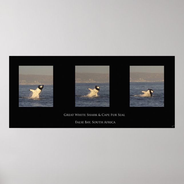 Poster Le Grand Blanc Prend Le Sceau (Devant)