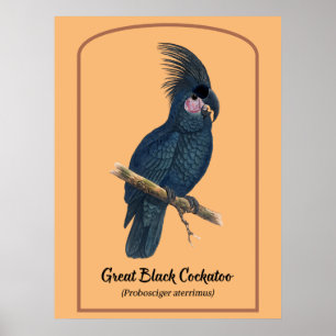 Poster Le grand Cockatoo noir