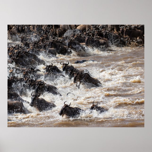 Poster Le Grand Croisement de Bêtes Sauvages - Mara River (Devant)