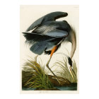 Le Grand Héron Bleu John Audubon Oiseaux d'Amériqu