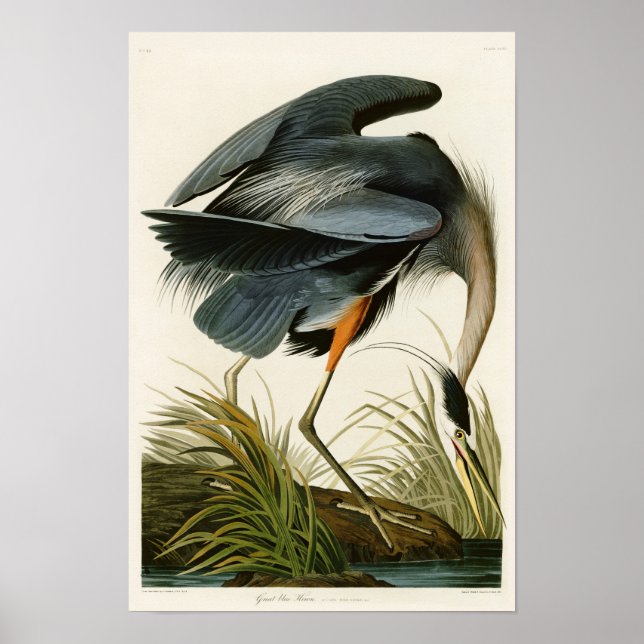 Poster Le Grand Héron Bleu John Audubon Oiseaux d'Amériqu (Devant)
