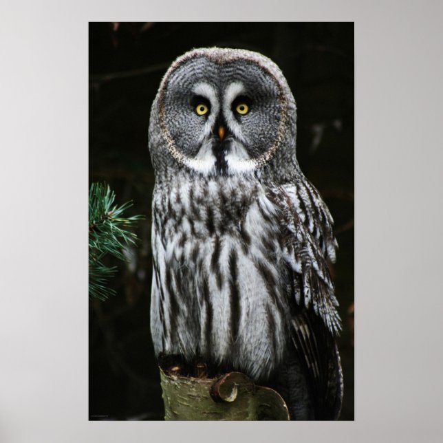 Poster Le grand hibou gris (Devant)