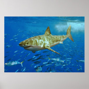 Poster Le grand requin blanc Carcharodon Carcharias