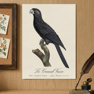 Poster Le Grand Vaza / Grand Vasa Parrot