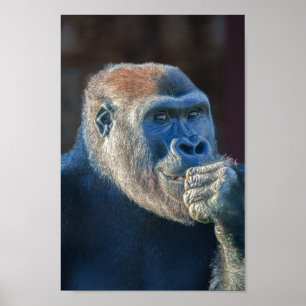 Poster Le Grin de Gorilla Lope