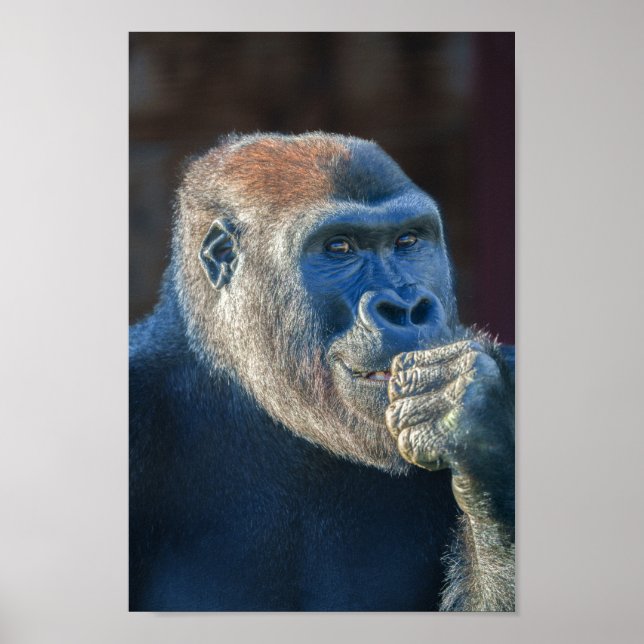 Poster Le Grin de Gorilla Lope (Devant)