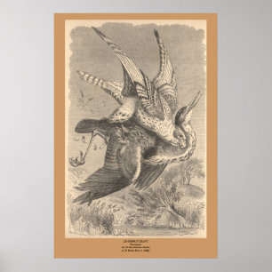 Poster Le Gyrfalcon