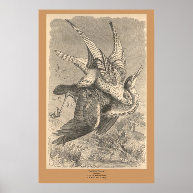 Poster Le Gyrfalcon (Devant)