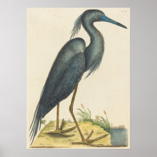 Poster Le Héron Bleu Imprimer par Mark Catesby
