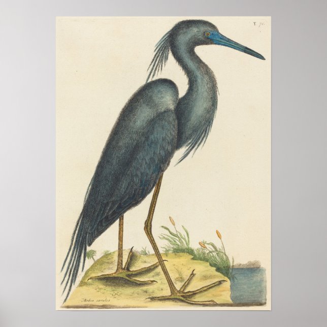 Poster Le Héron Bleu Imprimer par Mark Catesby (Devant)