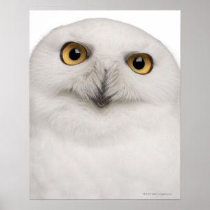 Poster le hibou masculin de Milou (scandiacus de Bubo)