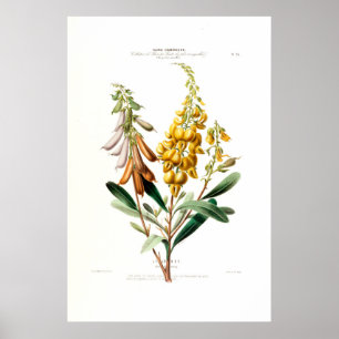Poster Le Jouet Jaune doré Botanique Floral Amerique