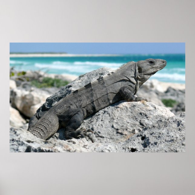 Poster Le Jour De L'Iguana (Devant)