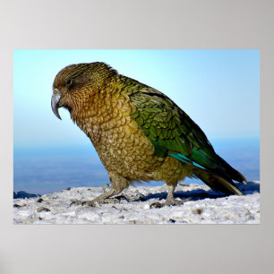 Poster Le Kea - le perroquet d'ornithologie de la Nouvell