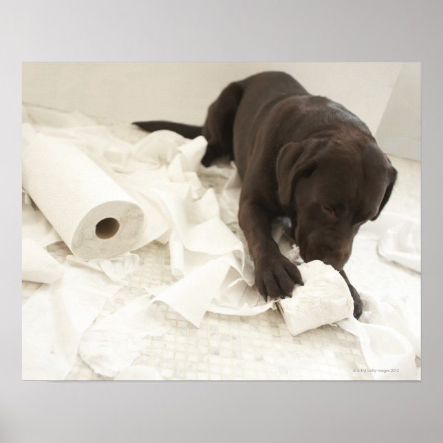 Poster Le labrador brun chocolat. (Devant)