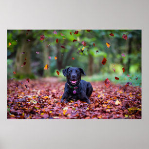 Poster Le Labrador Noir Dans Les Feuilles D'Automne