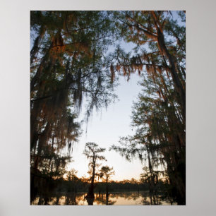 Poster Le lac Caddo au lever du soleil