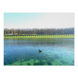 Poster Le lac Forest. Oie sur l'eau.