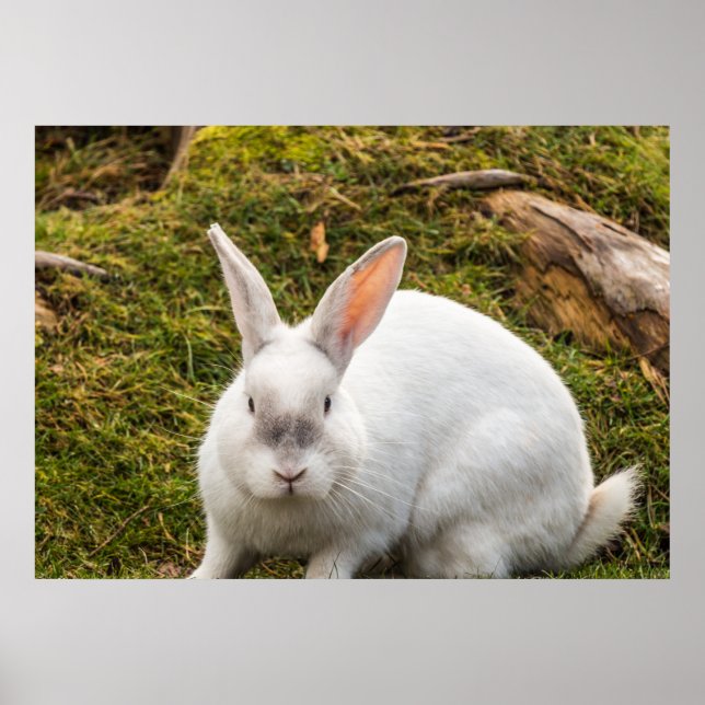 Poster Le lapin blanc (Devant)