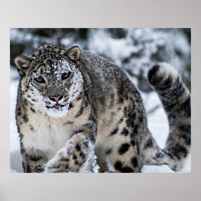 Poster Le léopard des neiges sur le rôti (Devant)