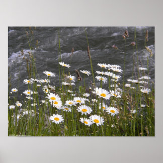 Poster Le long du ruisseau