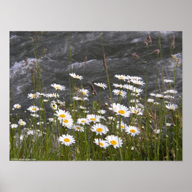 Poster Le long du ruisseau (Devant)