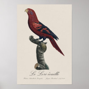 Poster Le Lori ecaille / Lory à rayures bleues
