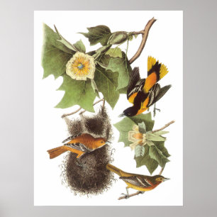 Poster Le loriot du nord d'Audubon