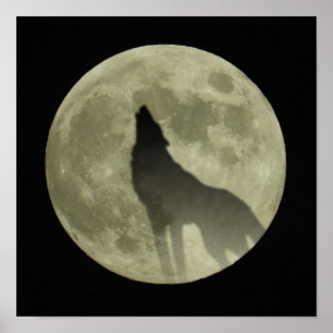 Poster Le loup hurlant