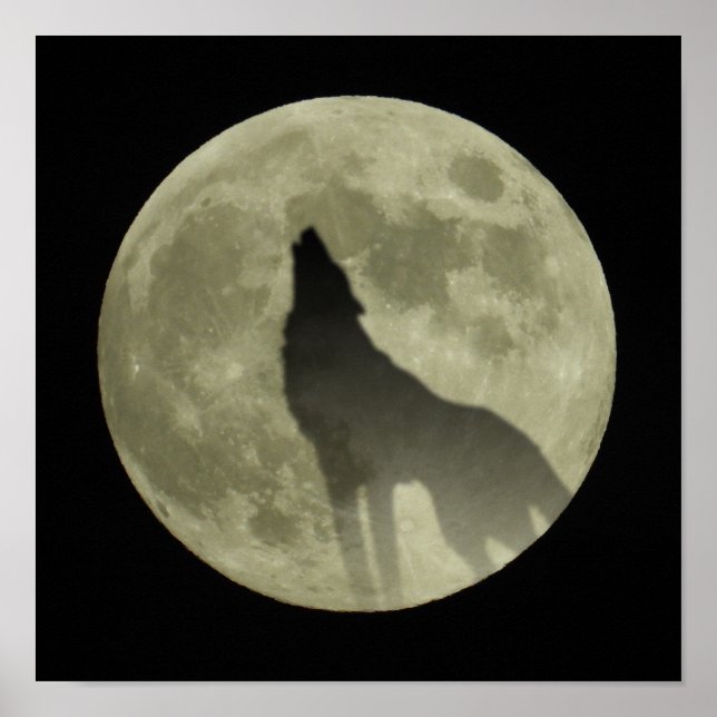 Poster Le loup hurlant (Devant)