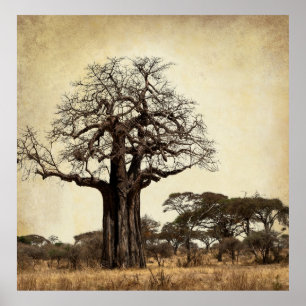 POSTER LE MAJESTIQUE BAOBAB TREE D'AFRIQUE
