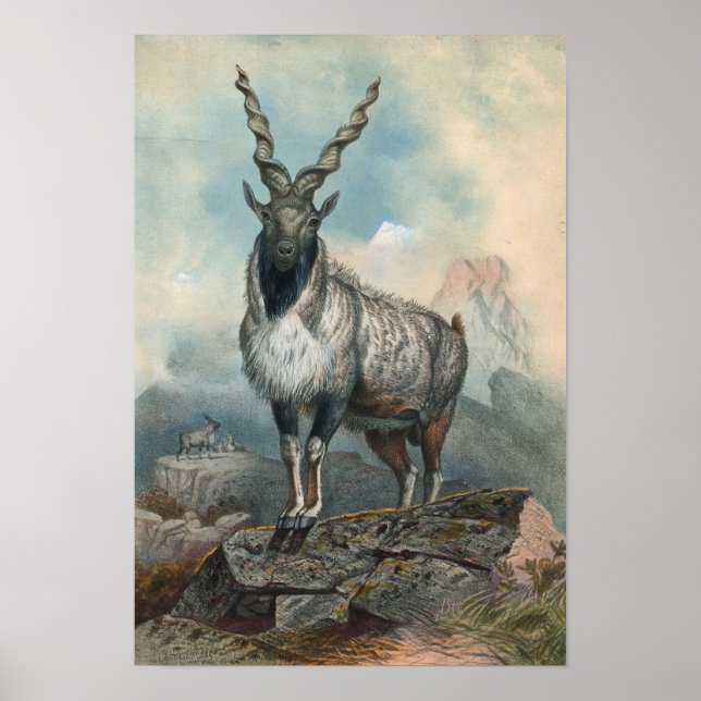 Poster Le Markhore par Joseph Wolf (Devant)
